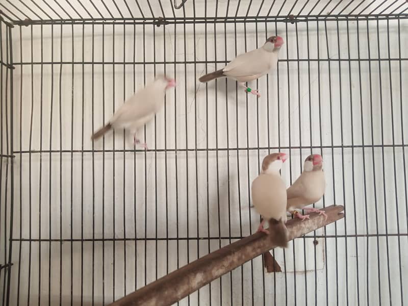 Fawn java finch 0