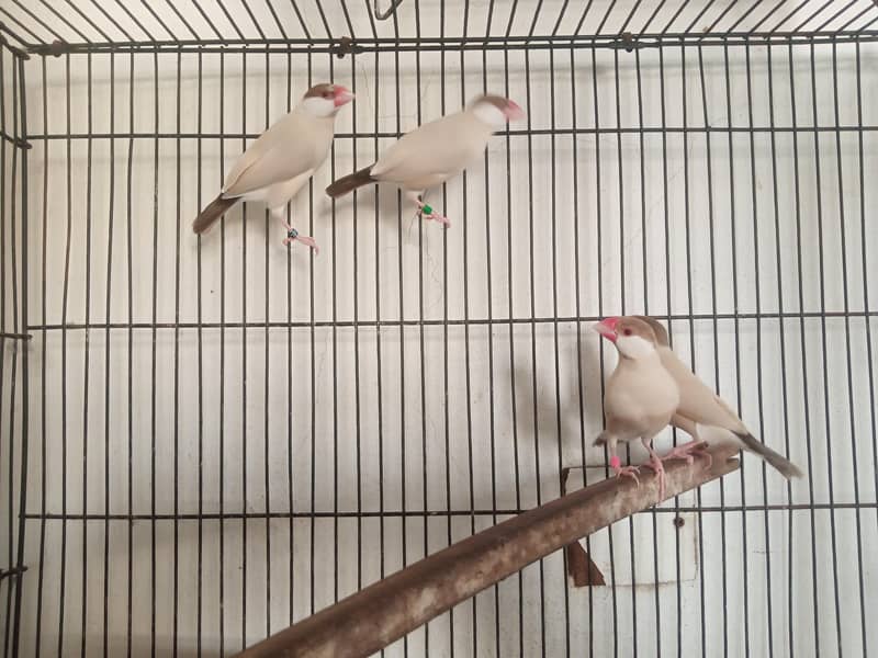 Fawn java finch 1