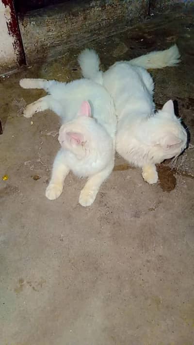 Beautiful White Russian Cats Pair for Sale