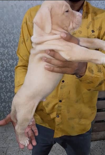 Extreme American Bully Puppies