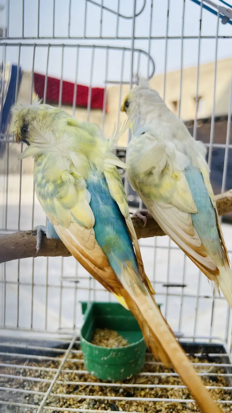 MA’SHA’ALLAH  HOGOROMO RAINBOW WORKING PAIR — photo 2