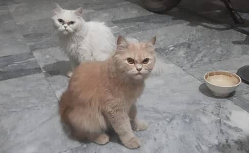 Beautiful Percian Cats