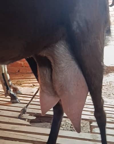 DOODH WALI BAKRI!