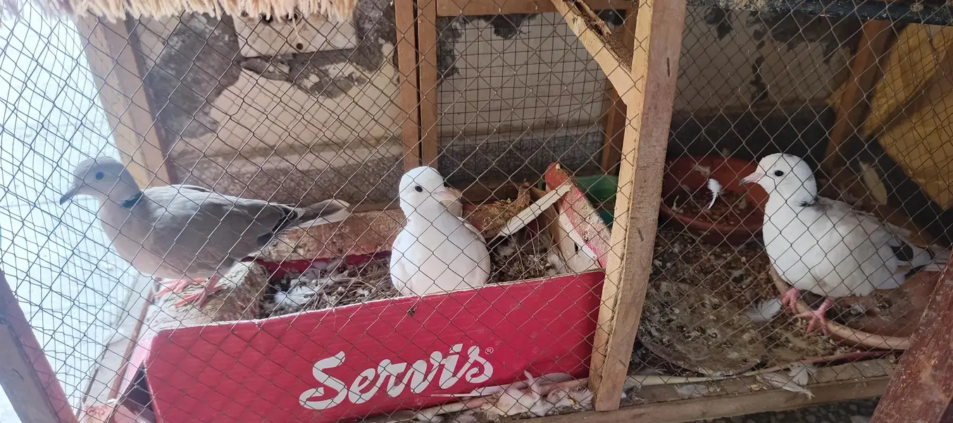 Khumray Dove for Sale — photo 2