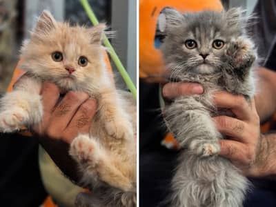 Persian Himaliyan Kittens for sale