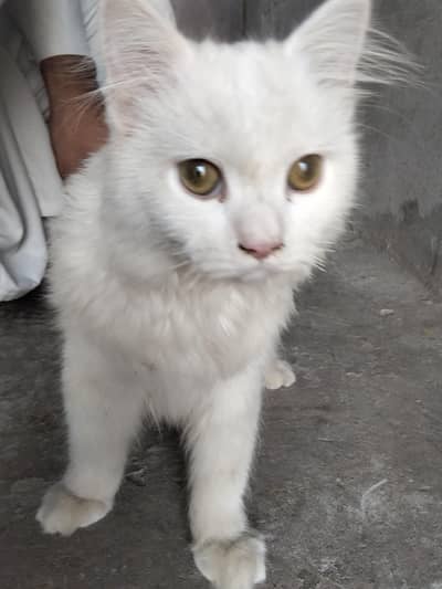 cute whit cat