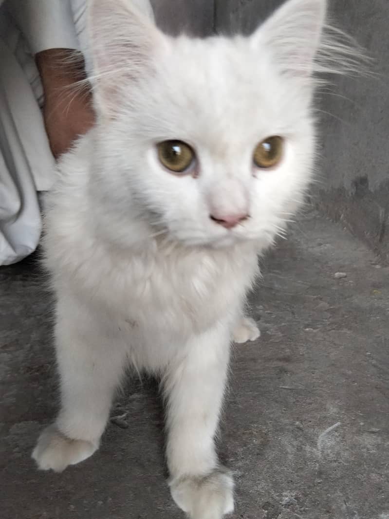 cute whit cat 0