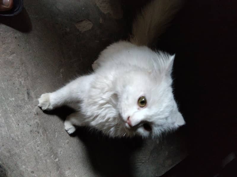 cute whit cat 1