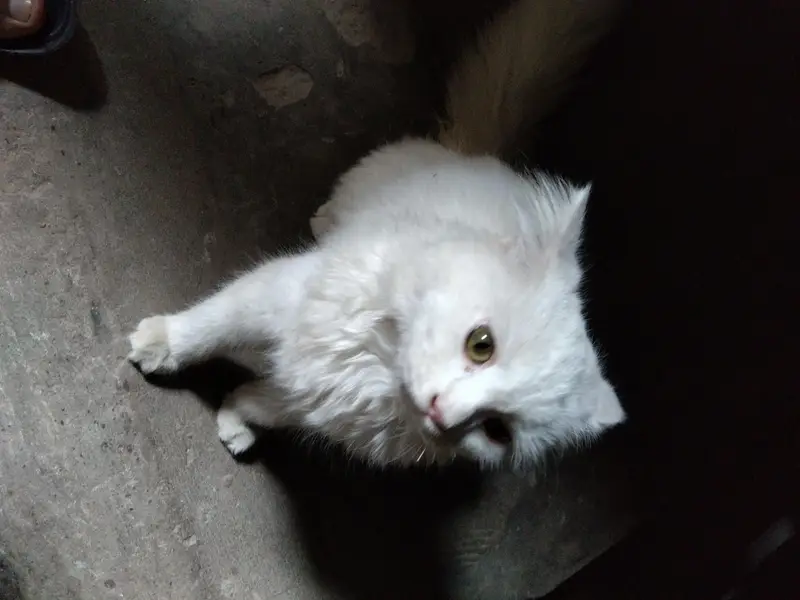 cute whit cat — photo 2