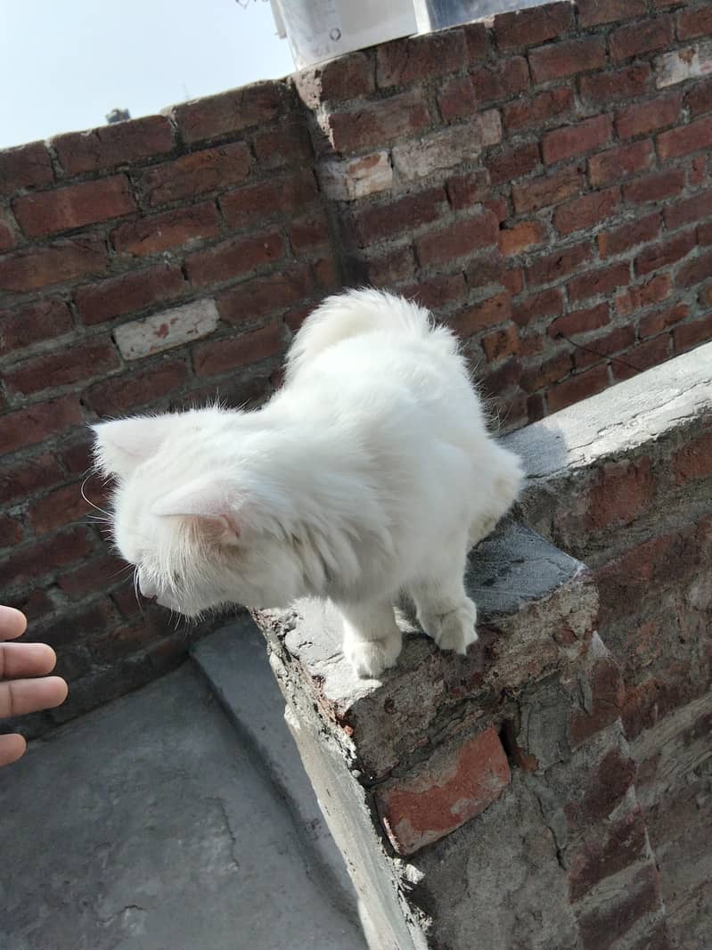 cute whit cat 2