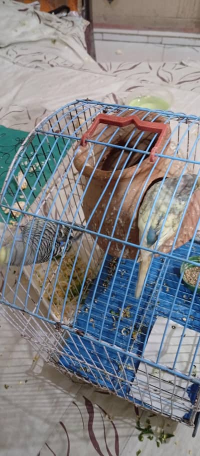 budgie