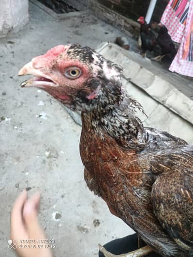 good aseel laying eggs kurak