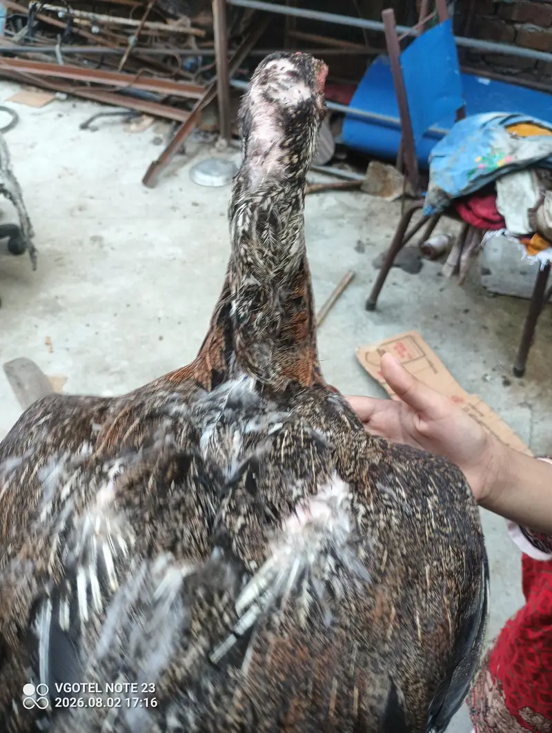 good aseel laying eggs kurak — photo 2