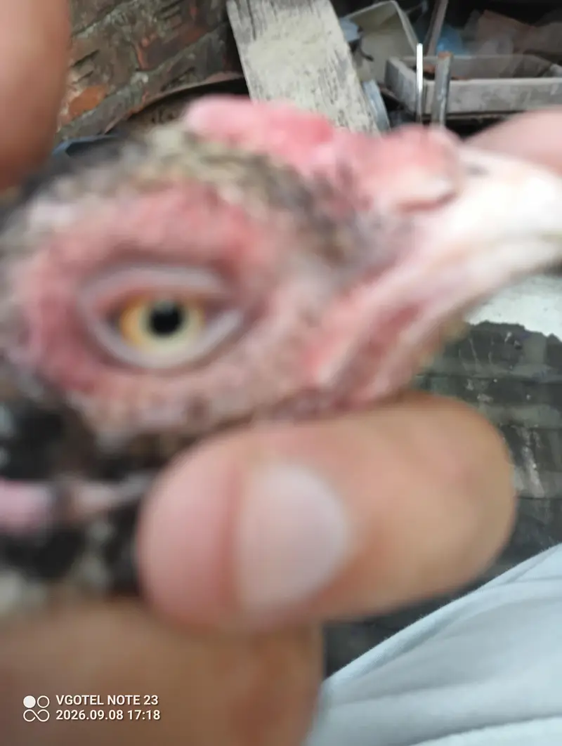 good aseel laying eggs kurak — photo 4