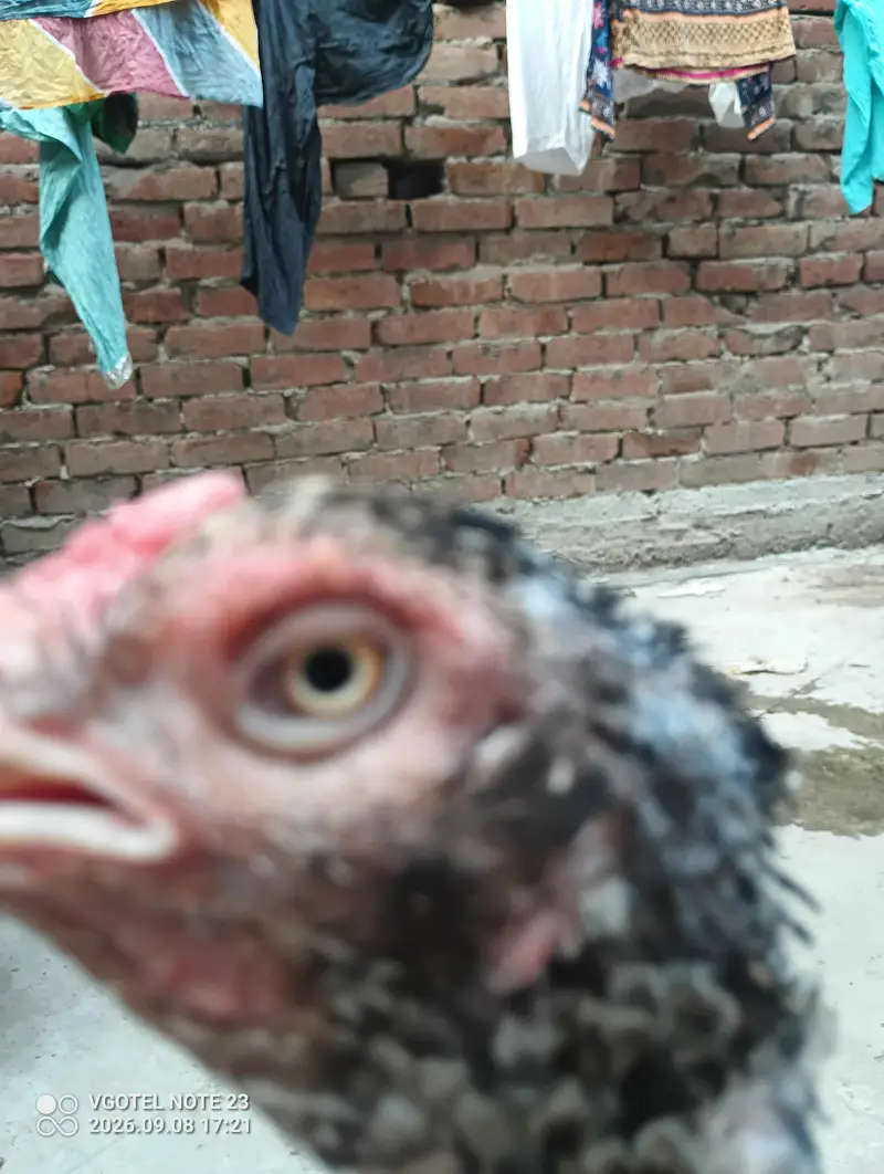 good aseel laying eggs kurak — photo 5