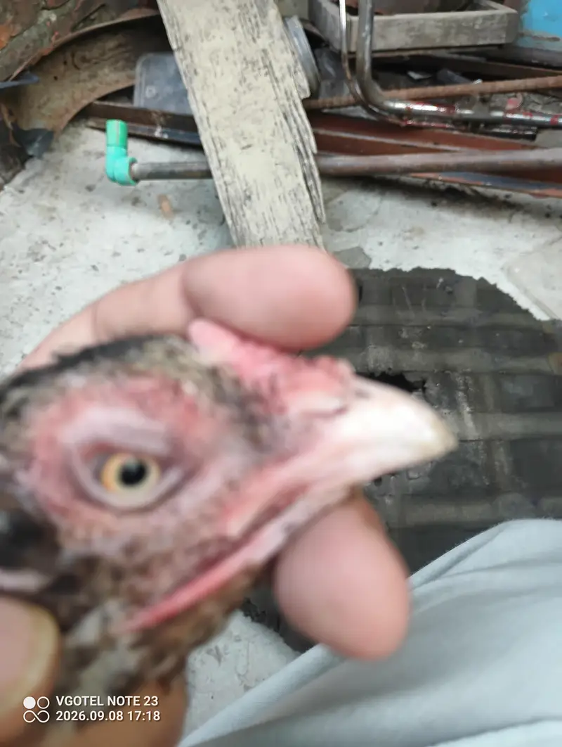 good aseel laying eggs kurak — photo 6