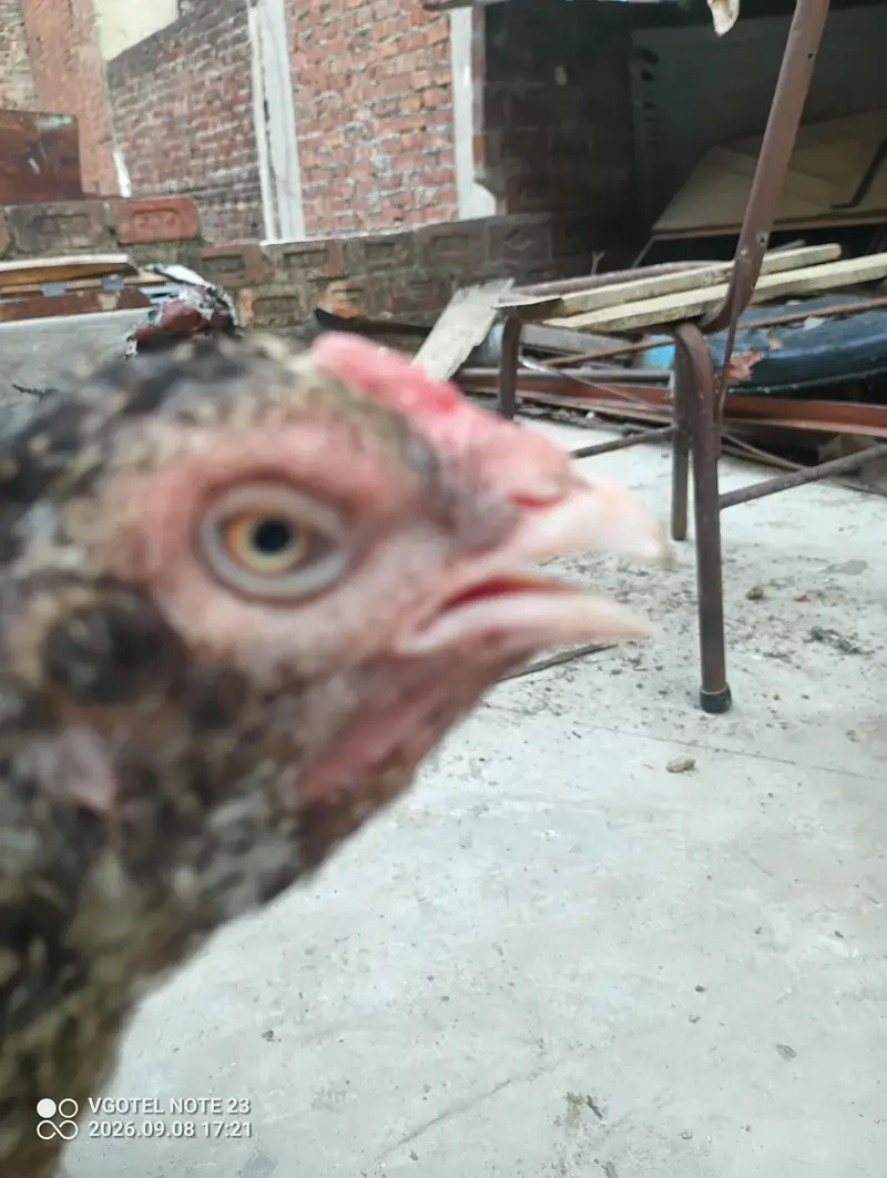 good aseel laying eggs kurak — photo 7