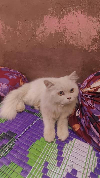 Doll face Persian