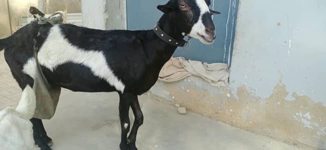 teddy,tedi,teddi,gabban bakri,tedy,gulabi,ablak