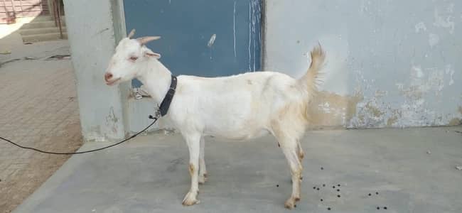 teddy,tedi,teddi,gabban bakri,tedy,gulabi,ablak