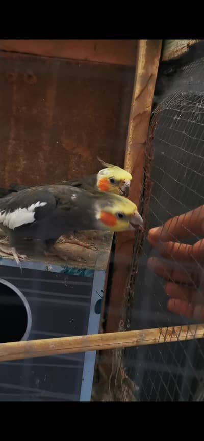 Urgent sale cocktail