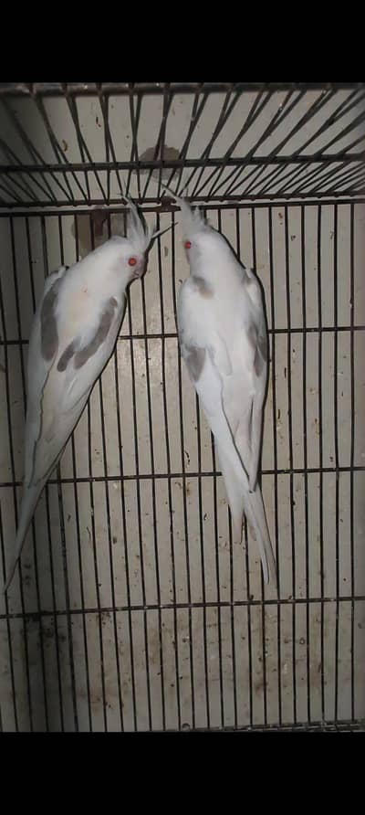1pair fllow (Fawn) Vpied and 1 split fellow v pied pair ready to breed