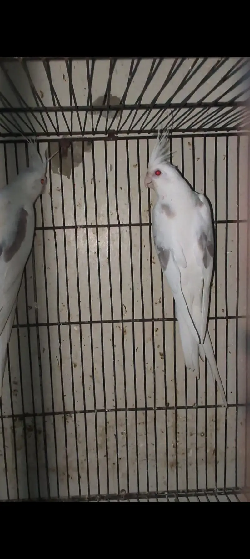1pair fllow (Fawn) Vpied and 1 split fellow v pied pair ready to breed — photo 2