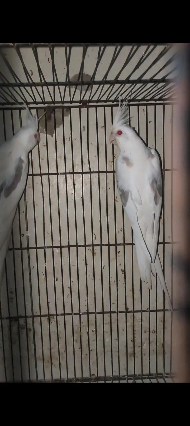 1pair fllow (Fawn) Vpied and 1 split fellow v pied pair ready to breed — photo 3