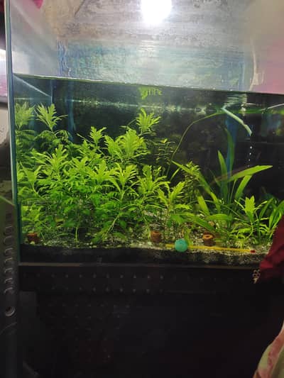 planted fish tank