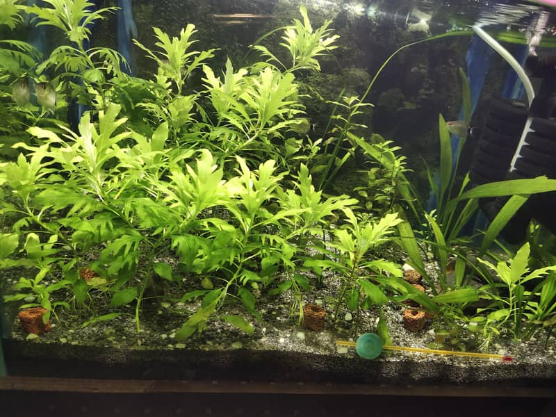 planted fish tank 1