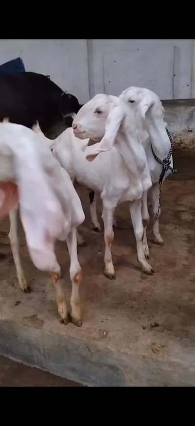 goats White with pink nose nasli asli original