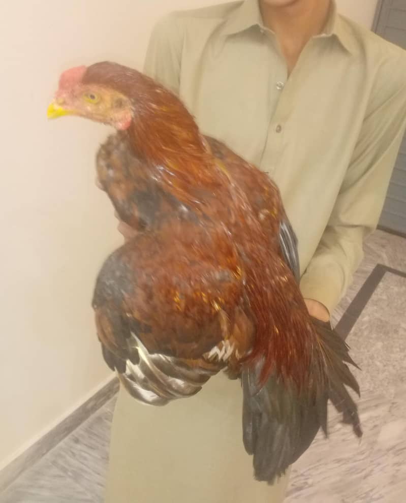 Aseel patha 2