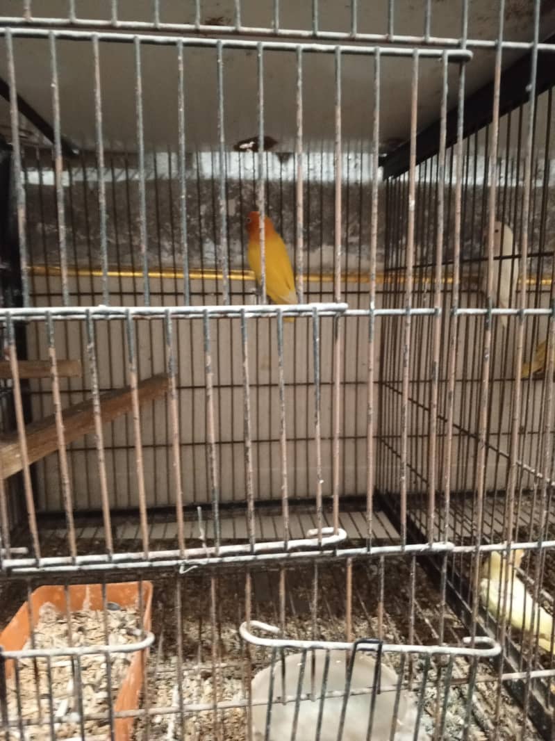 cages 1