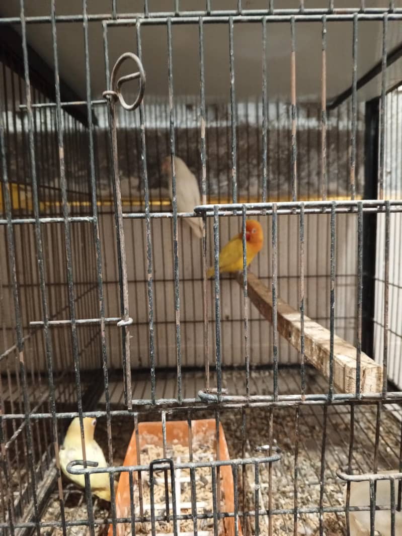 cages 2