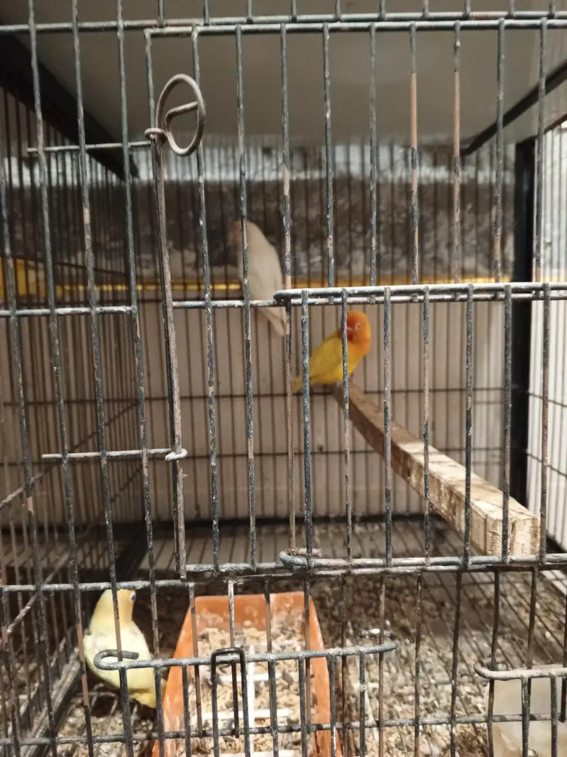 cages — photo 3
