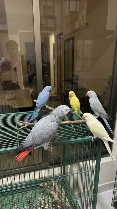 Parrots For Sale