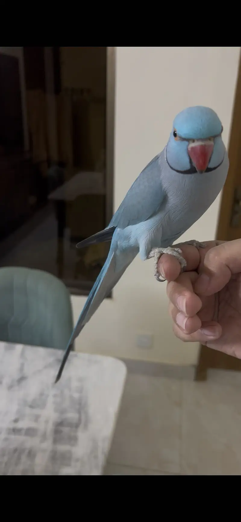 Parrots For Sale — photo 2