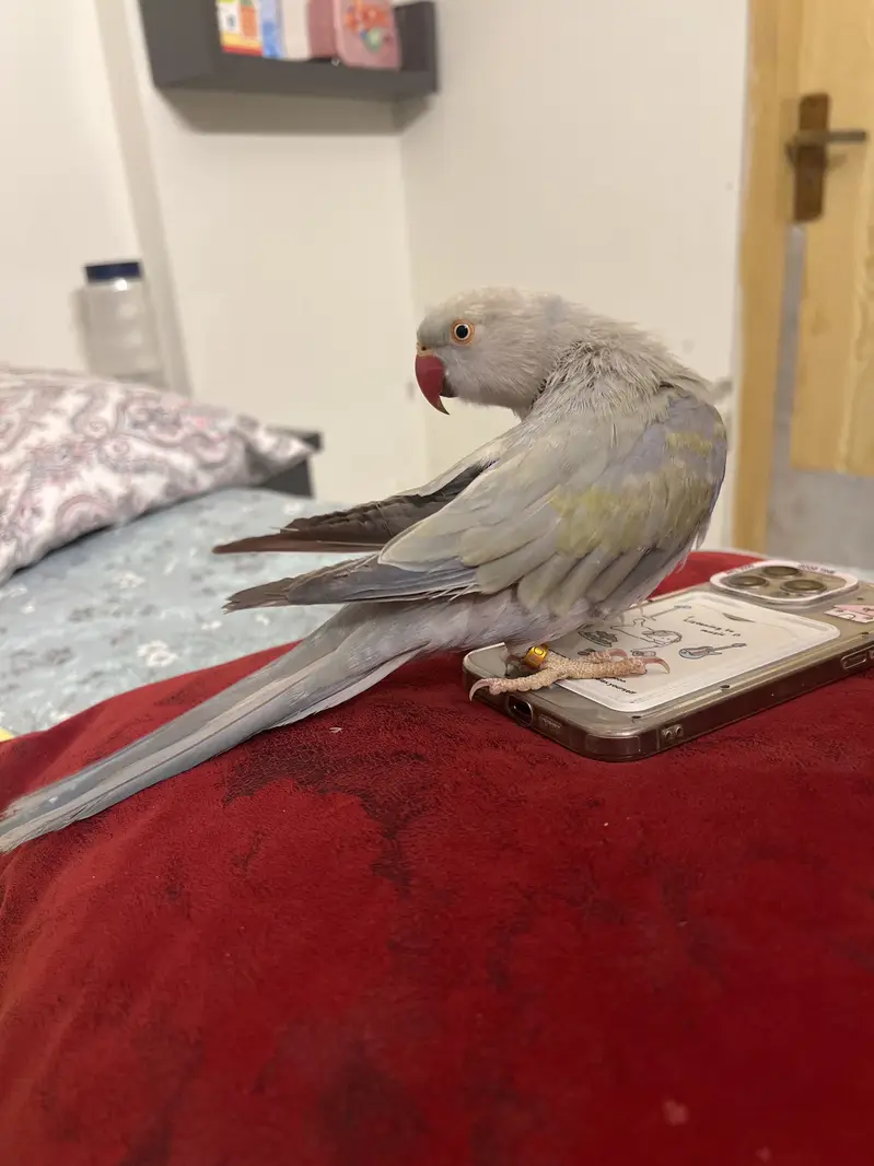 Parrots For Sale — photo 3
