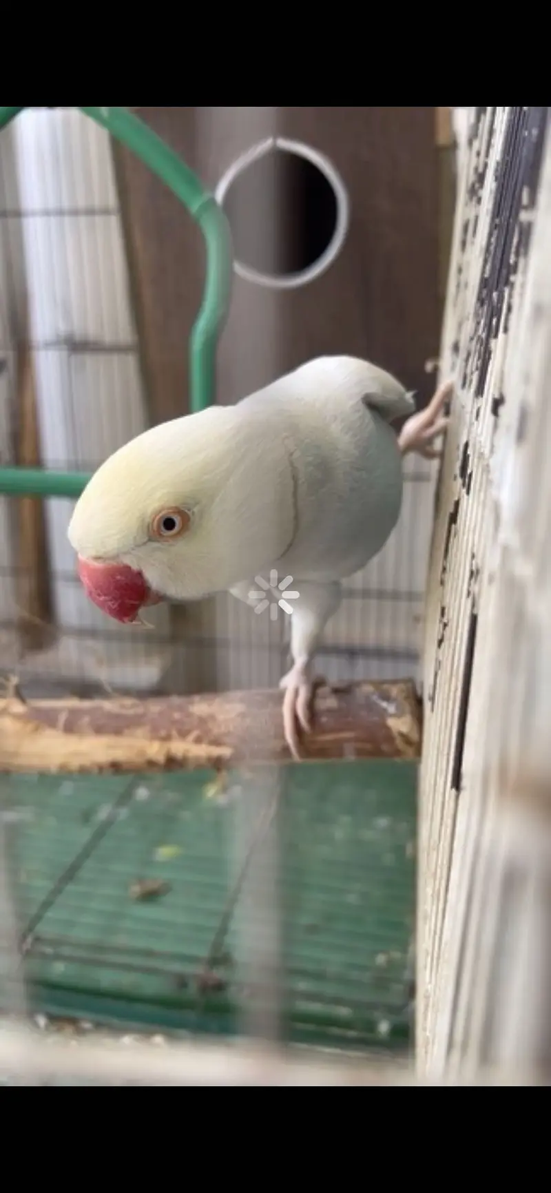 Parrots For Sale — photo 4