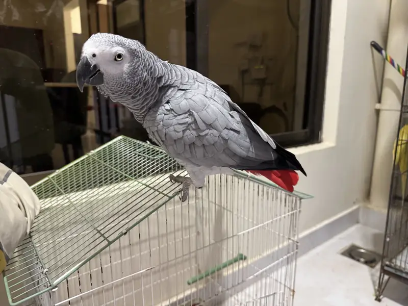 Parrots For Sale — photo 7