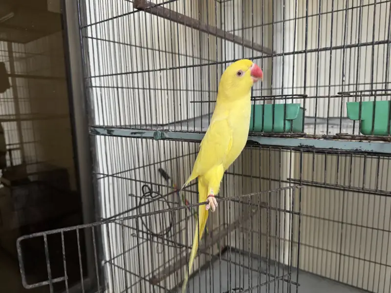 Parrots For Sale — photo 8