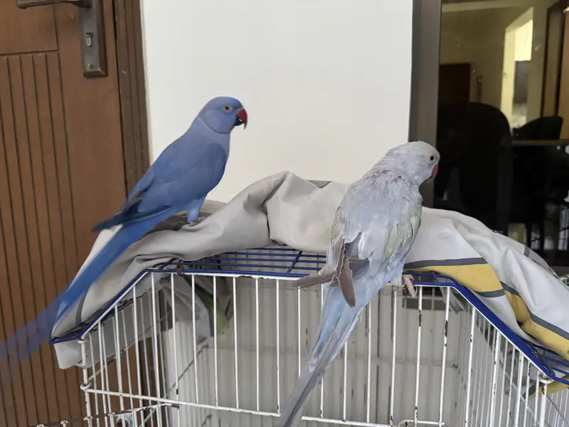 Parrots For Sale — photo 9