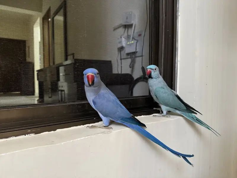 Parrots For Sale — photo 10