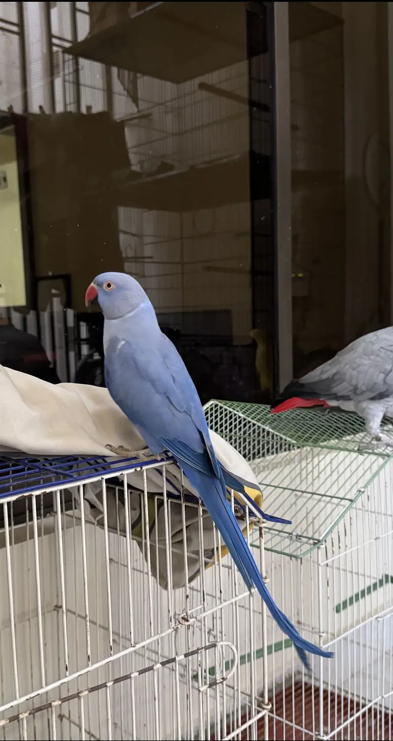 Parrots For Sale — photo 11