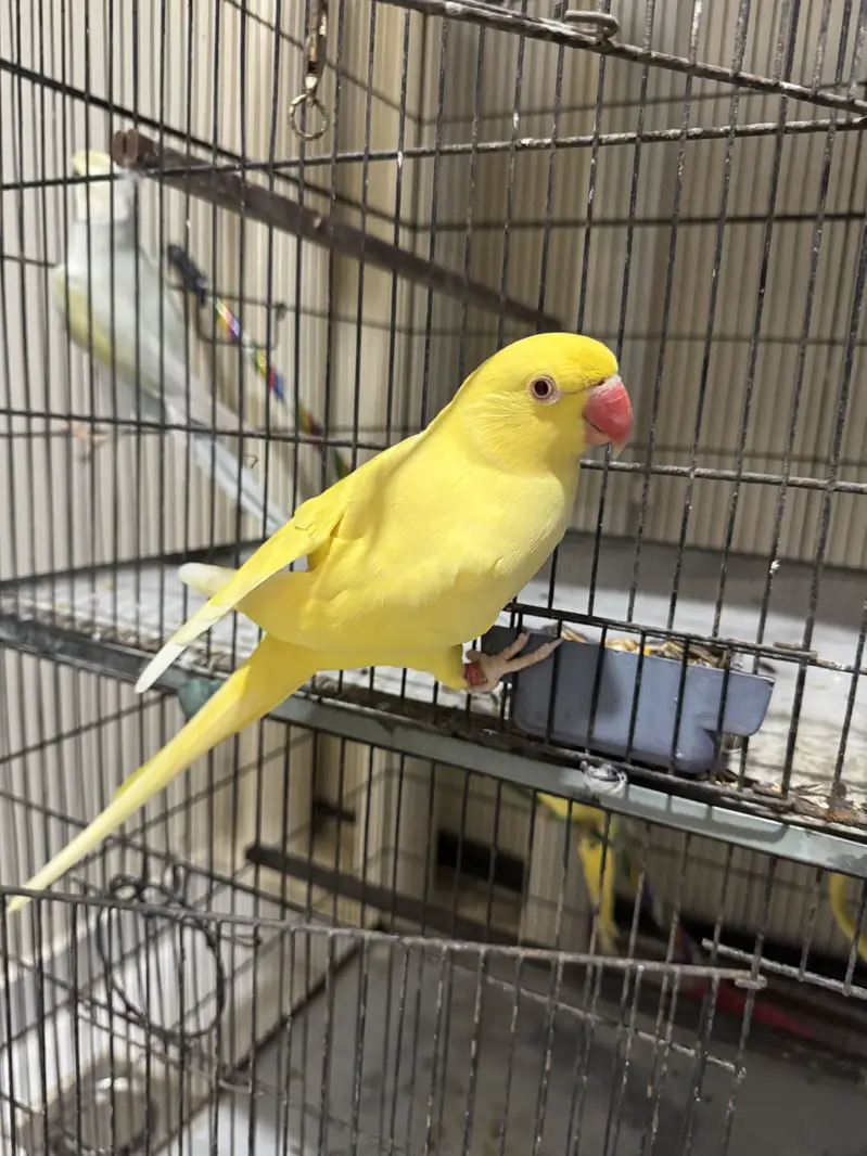 Parrots For Sale — photo 12