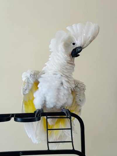 umbrella cockatoo