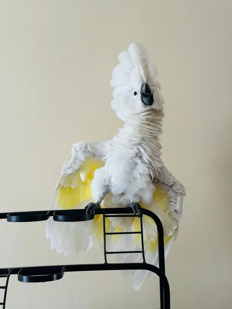 umbrella cockatoo — photo 2