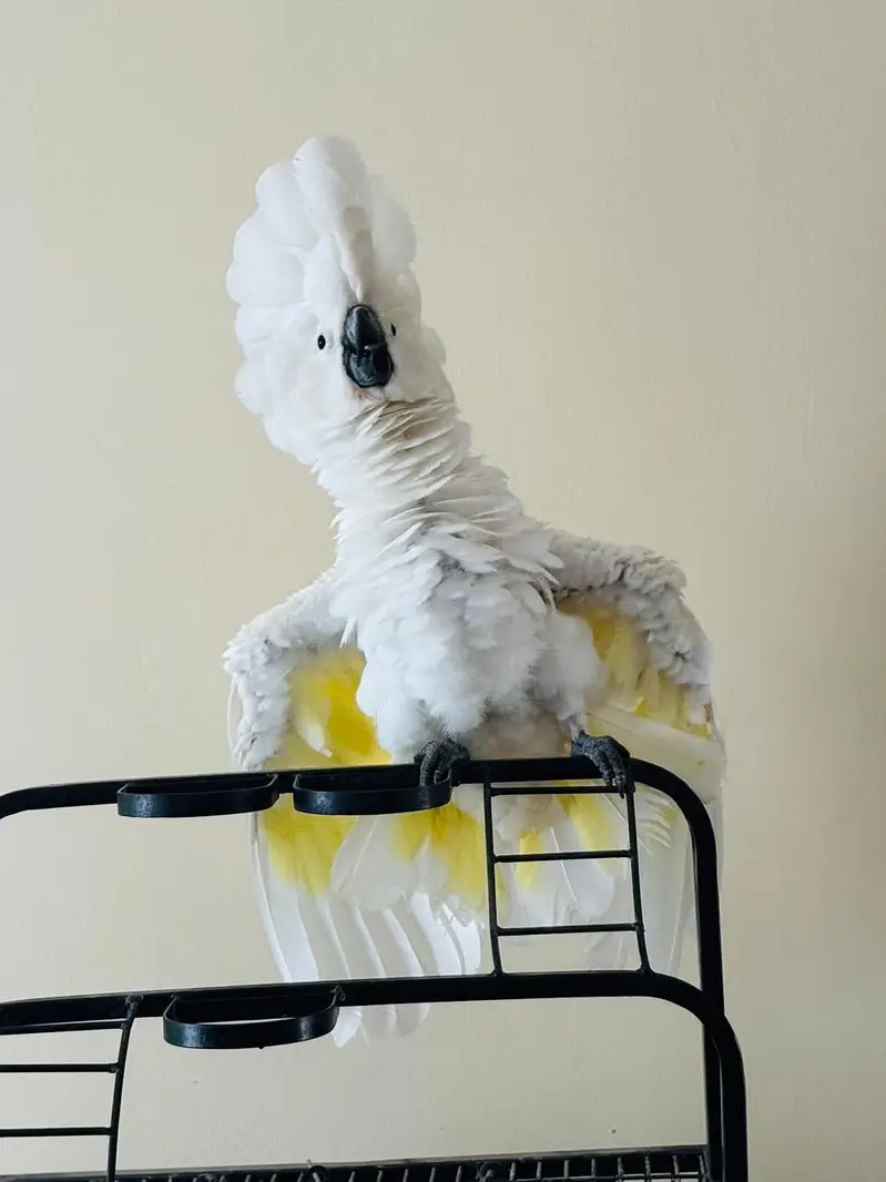 umbrella cockatoo — photo 3