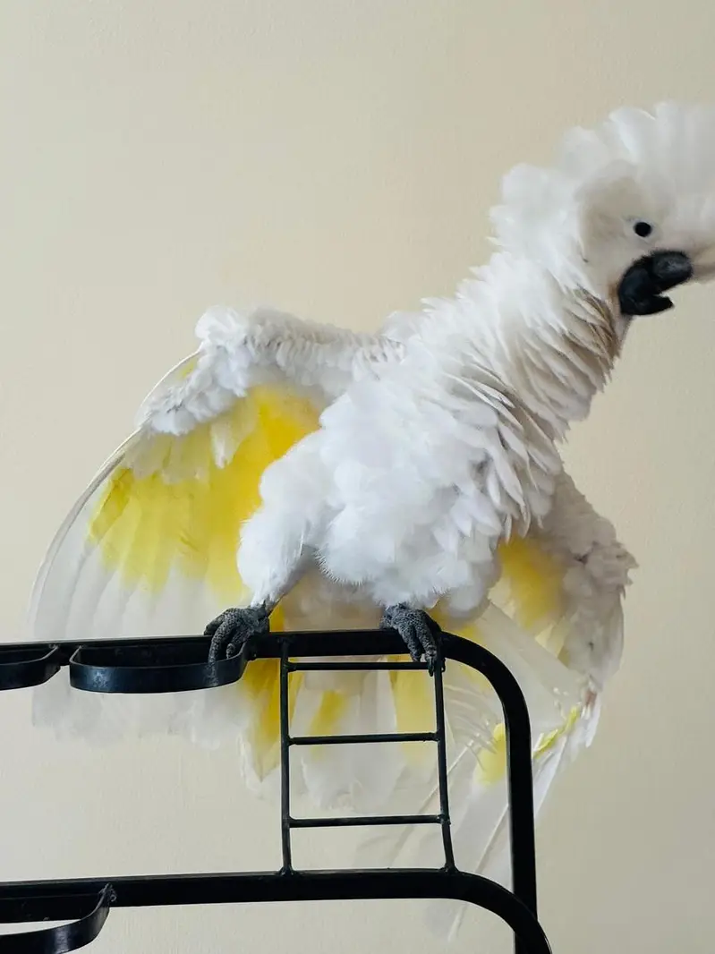 umbrella cockatoo — photo 4