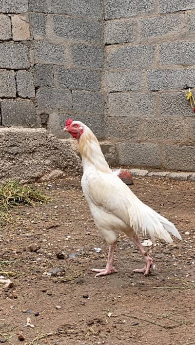 Lahore hens